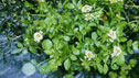 Rorippa nasturtium