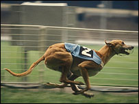 Greyhound