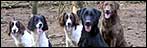 Dogs