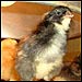 Frenxh Marans