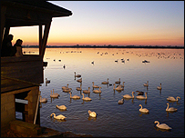 Swan sunset at Welney