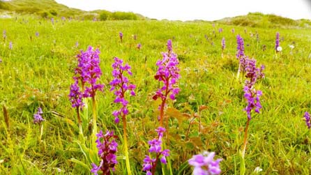 A field of orchids