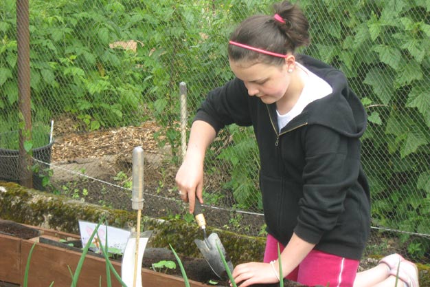 Planting seedlings