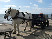 Sam the dray horse