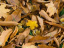 Making leaf-mould