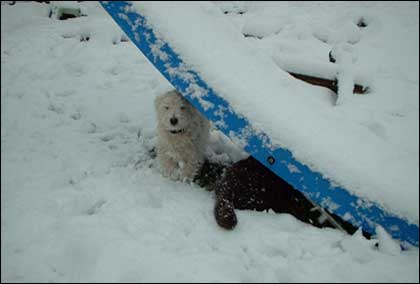Dog in some snow