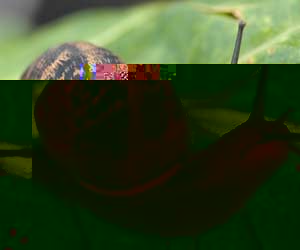 A slow snail