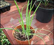Salad onions