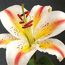 Lily 'Arena'