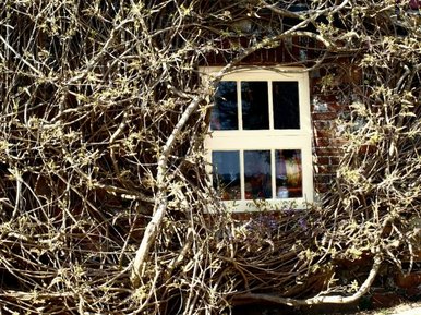 Nature Taking Over