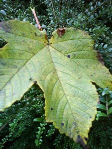 autumn leaf