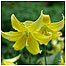 Flower at Thorp Perrow