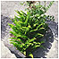 Fern c/o Natural England and Paul Glendell