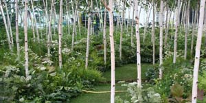 forest.jpg