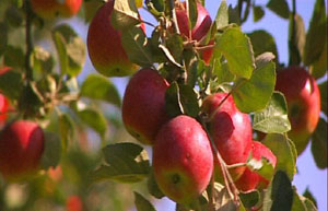 Apples