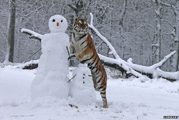 Tiger with snowmen