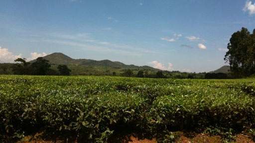 Pic7tea.jpg