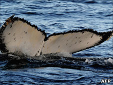 Whale tail