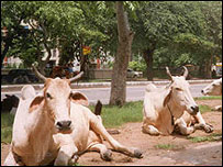 cows