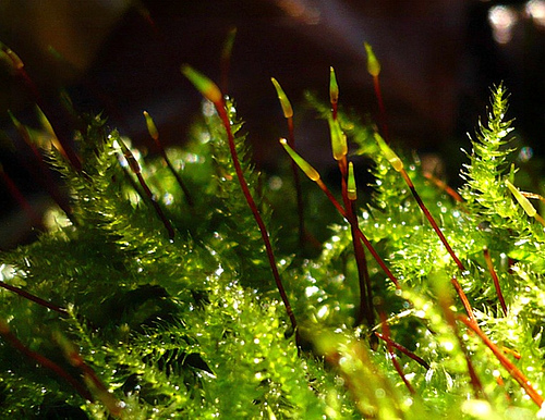 Moss by A K