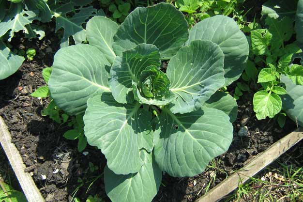 Cabbage