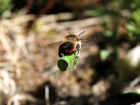 bee4.JPG