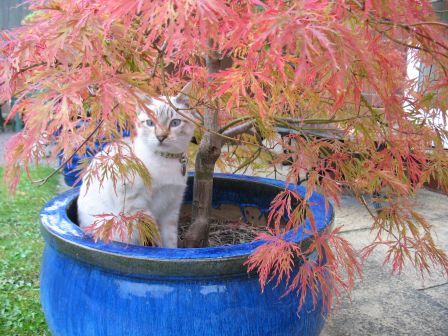 anf.jpg