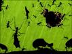 Foto: Bence Máté/Veolia Environment Wildlife Photographer of the Year 2010