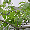 Red Oak