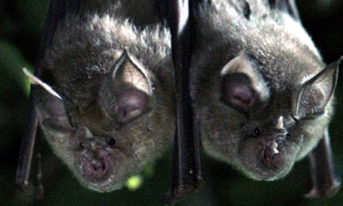 bats.jpg