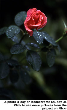 Flower in the rain