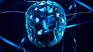 Evolution of the human brain