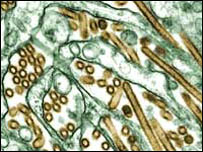 Virus H5N1