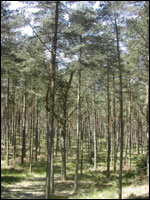 Trees