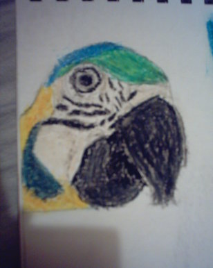Parrot
