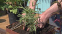 planting herbal tea