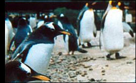 Penguins
