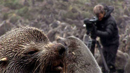 fur_seals_antarctica.jpg