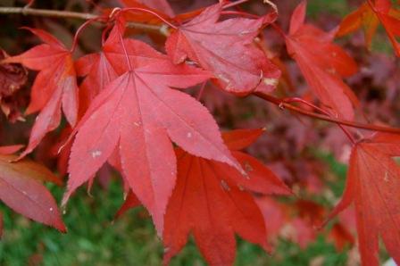autumn12.jpg