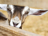 A goat.