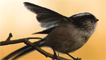 A long-tailed tit by Irene Smith from our Flickr group.