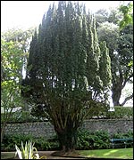 Gingko tree