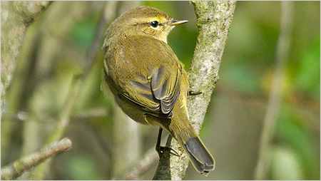 Chiff Chaff c/o northeastwildlife.co.uk