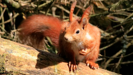 red_squirrel.jpg