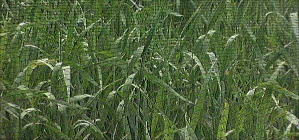 GM crops