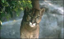 A big cat
