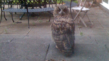 eagle_owl.jpg