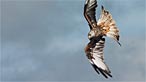 Red kite. Photo: John Arnold
