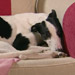 Alfie the greyhound