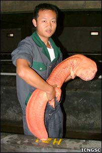 Salamander